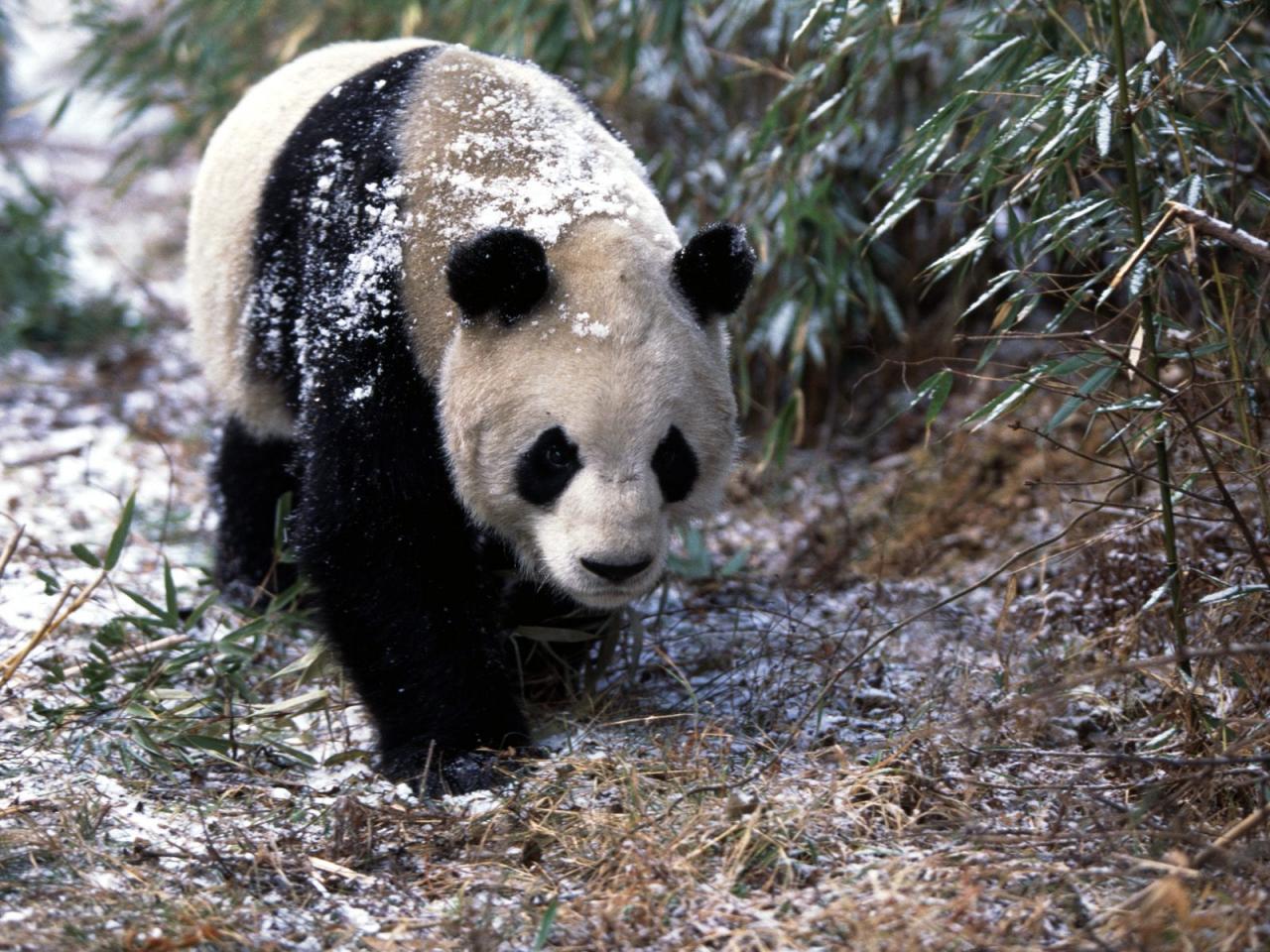 обои Giant Panda in Winter фото