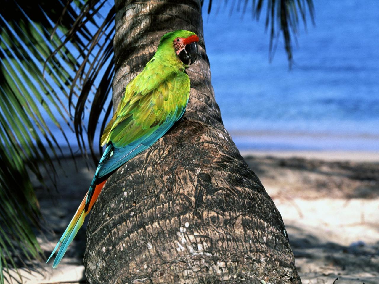 обои Great Green Macaw фото