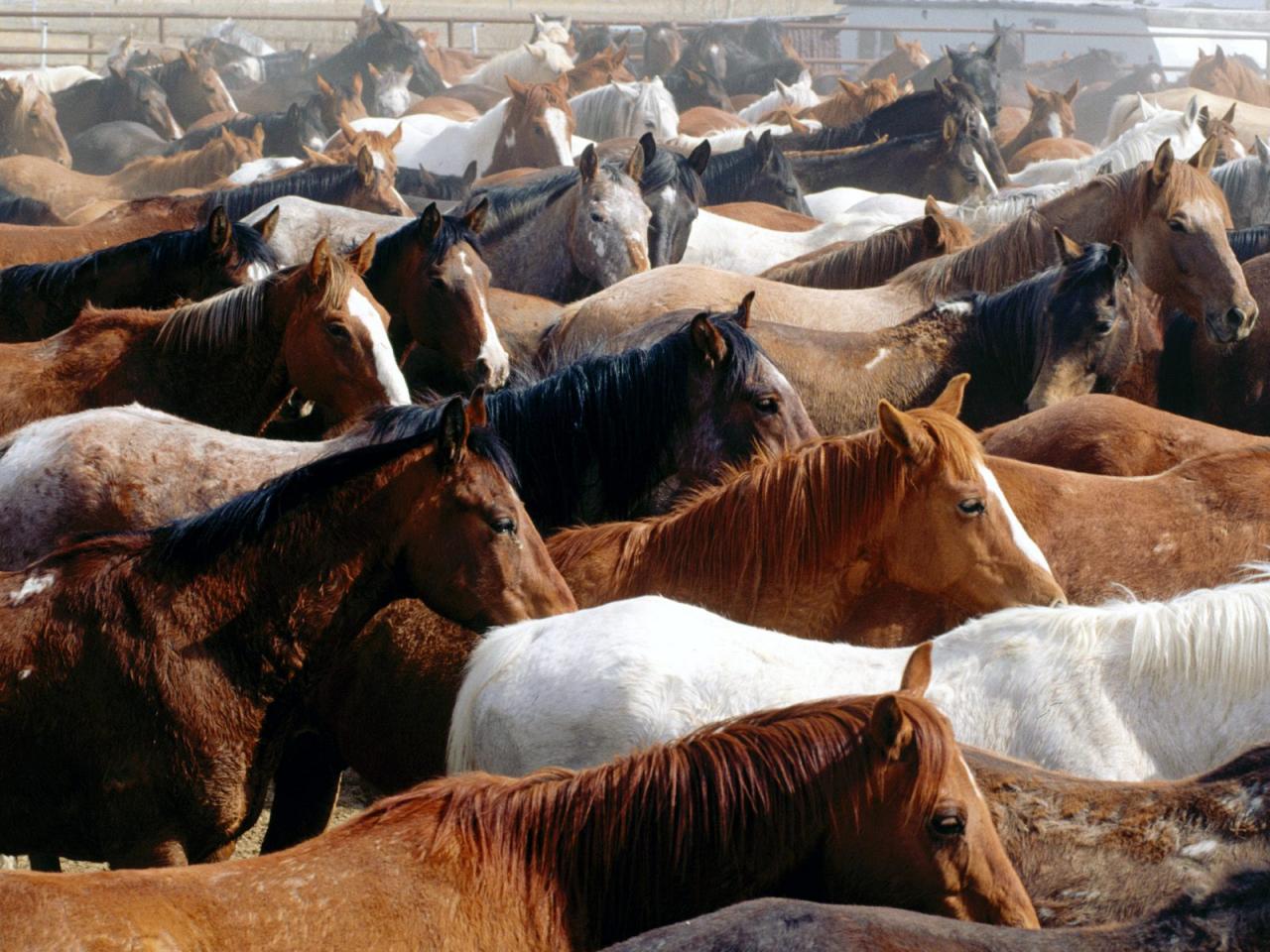 обои Horses,   Wyoming фото