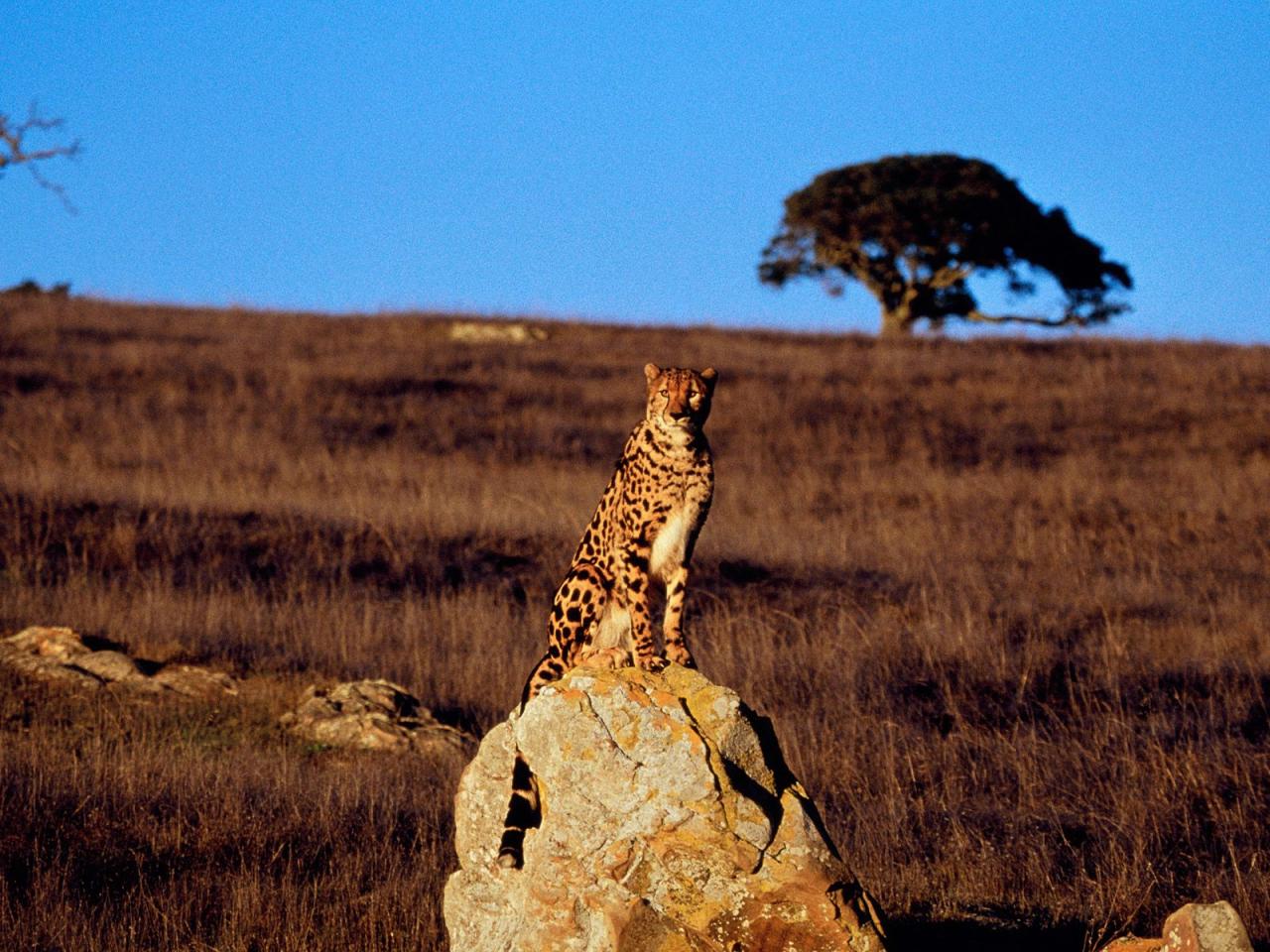 обои King Cheetah фото
