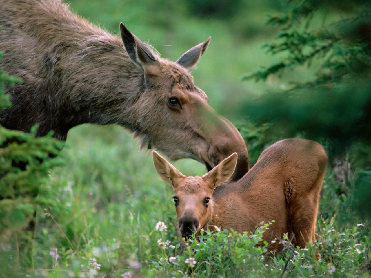 обои Mother Moose with Calf,   Boreal Forest,   Alaska фото