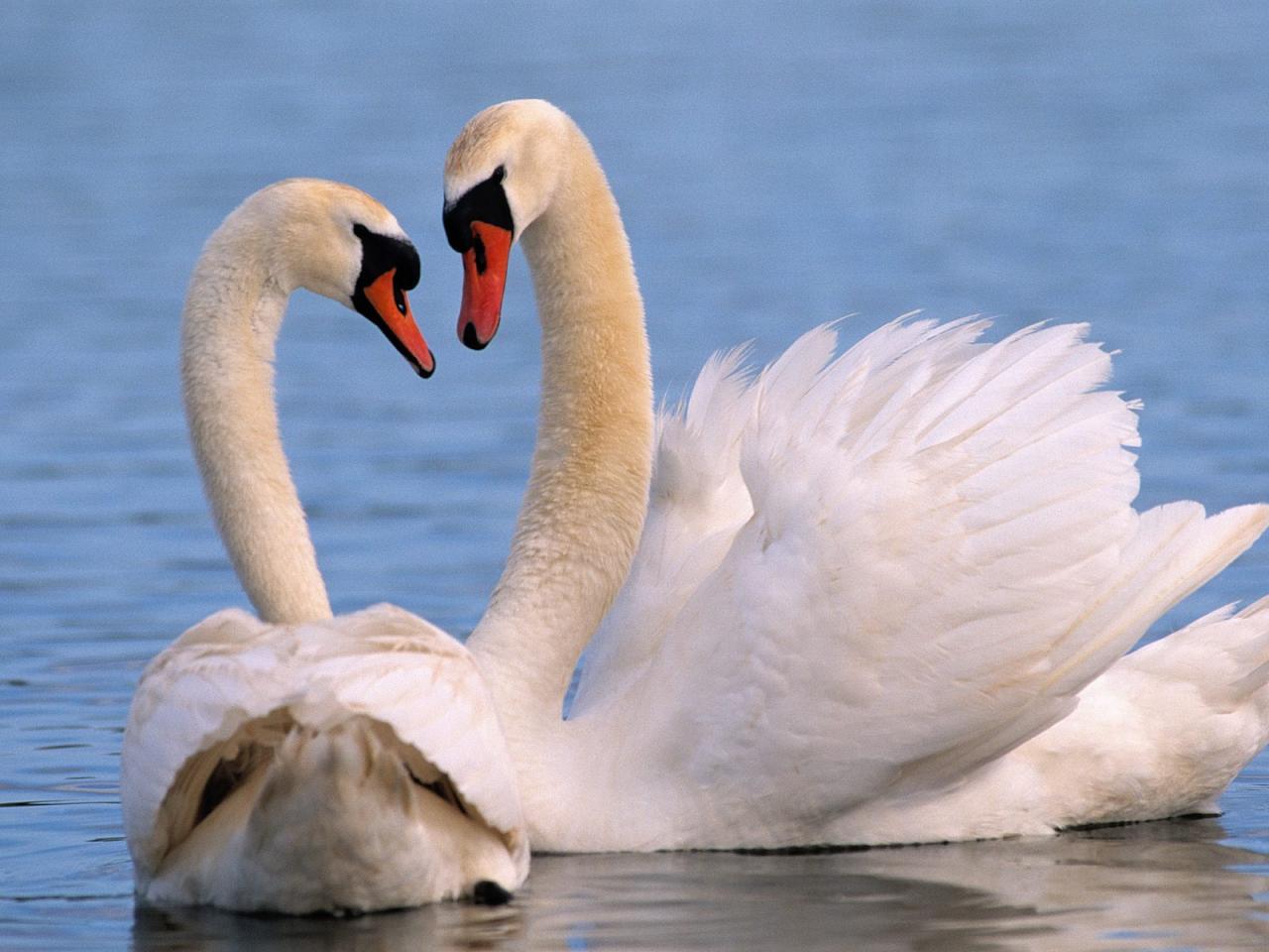 обои Mute Swans фото