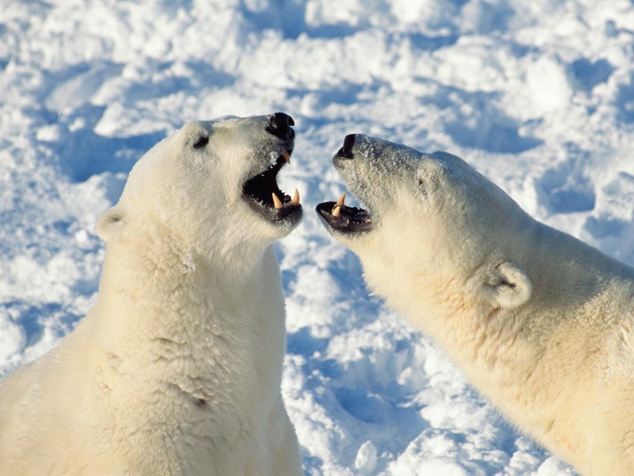 обои Opinions,   Churchill,   Manitoba,   Canada фото