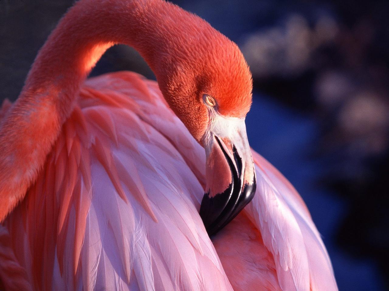 обои Pink Flamingo фото