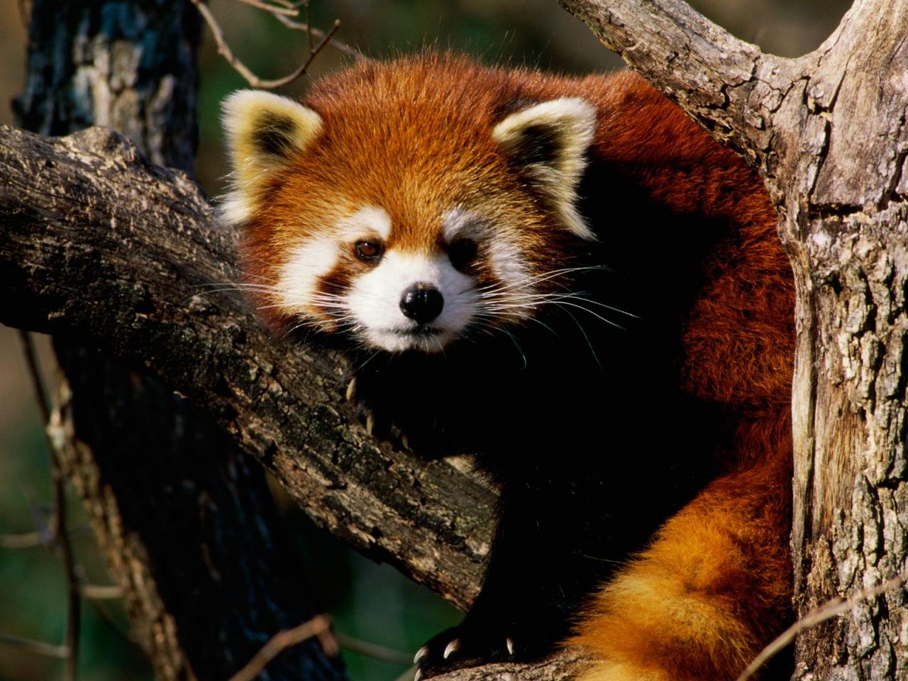 обои Red Panda фото