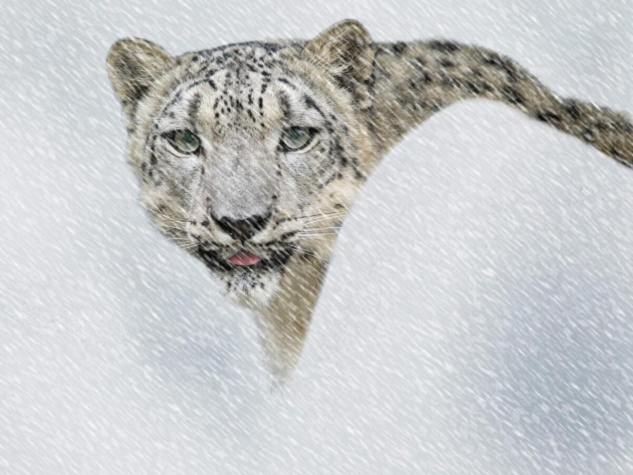 обои Snow Leopard in Storm фото
