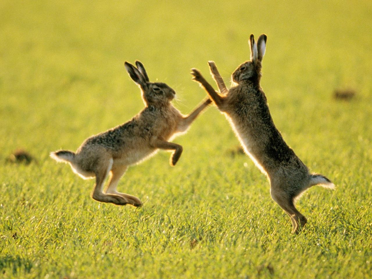 обои Sparring Hares фото