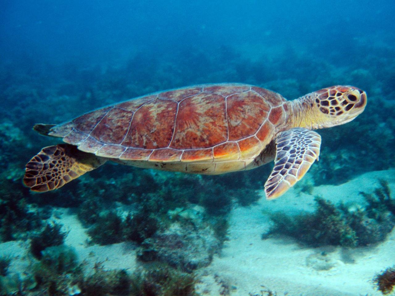 обои Swimming Sea Turtle фото