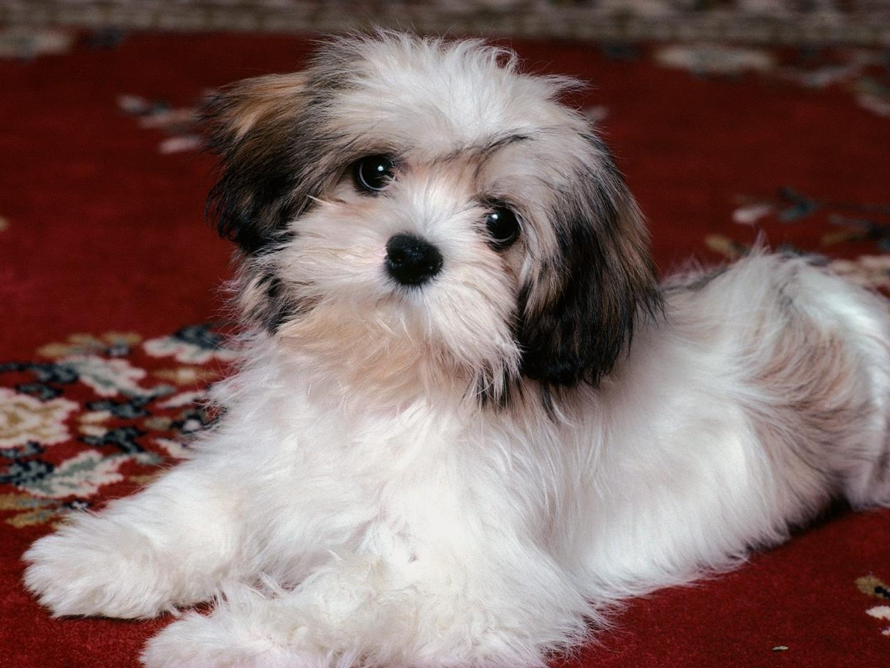 обои Lhasa Apso Puppy фото