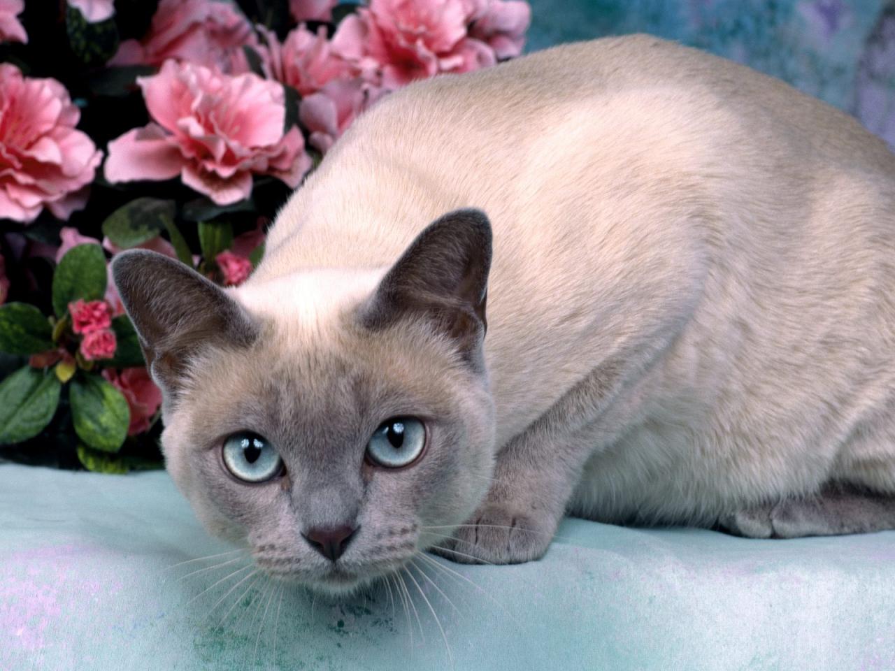 обои Platinum Mink Tonkinese фото