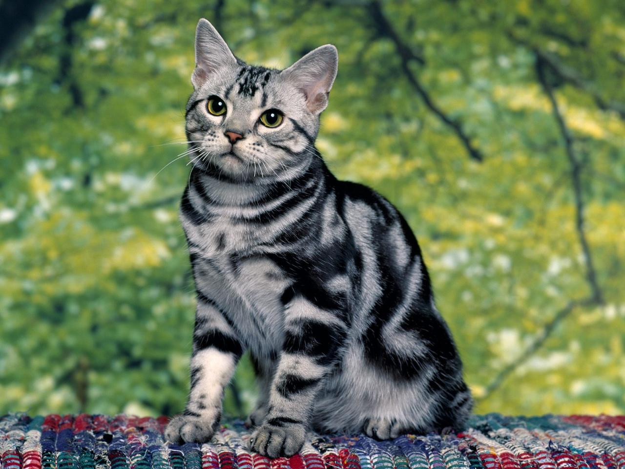 обои Silver Tabby фото