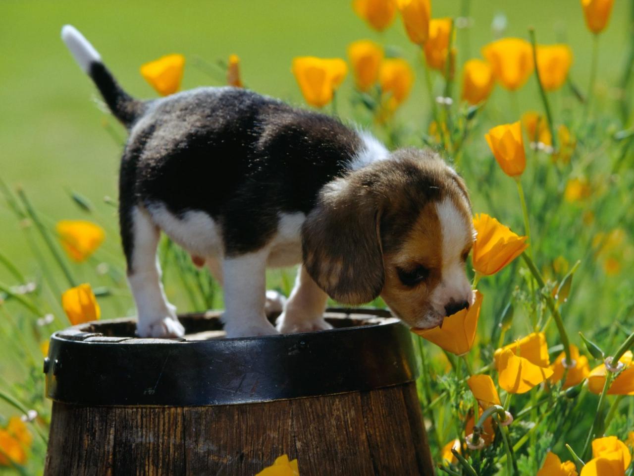 обои Spring Scents,   Beagle Puppy фото