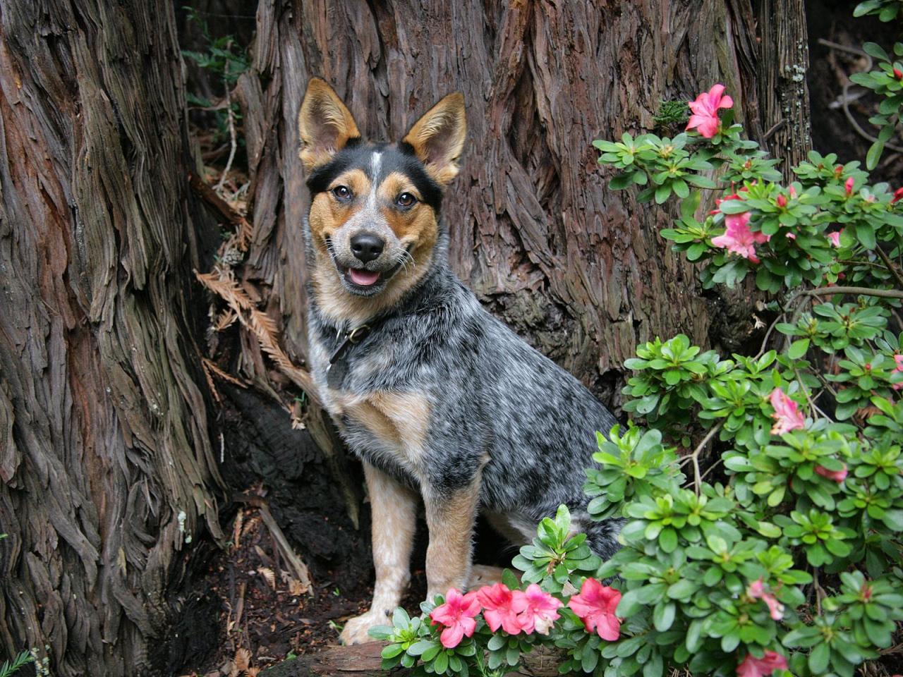 обои Trixie,   Blue Heeler Puppy фото