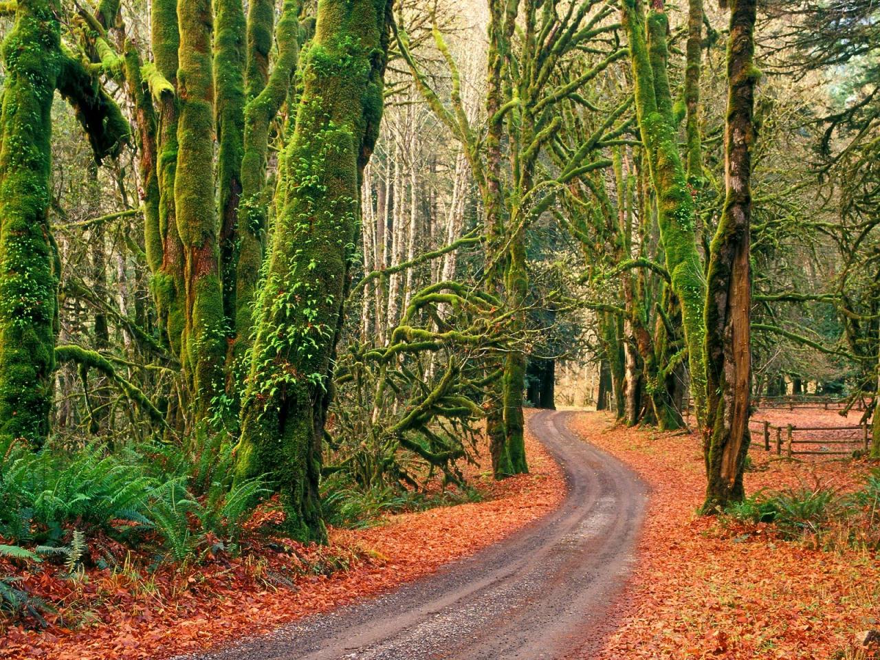 обои Elwha River Road,   Olympic National Park,   Washington фото