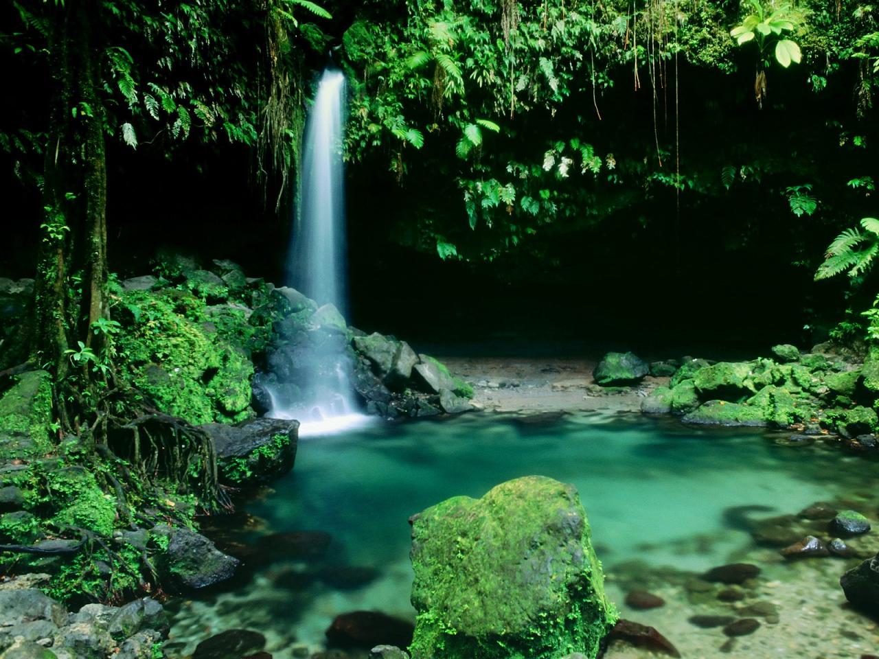 обои Emerald Pool,   Morne Trois Pitons National Park,   Dominica,   West Indies фото