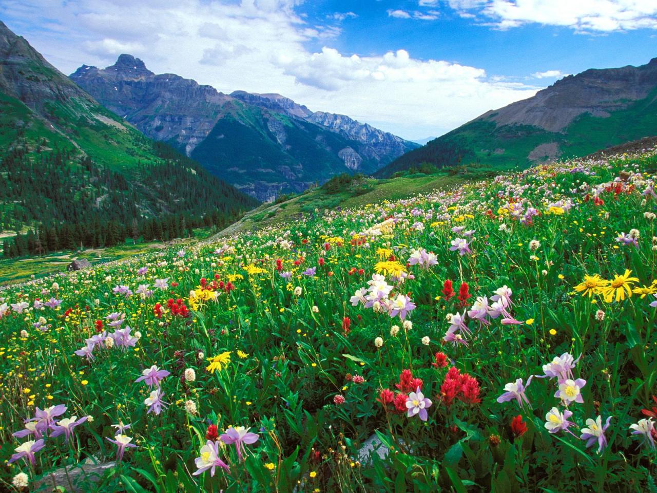 обои Paintbrush,   Columbine,   and Orange Sneezeweed,   Sneffels Range,   Colorado фото