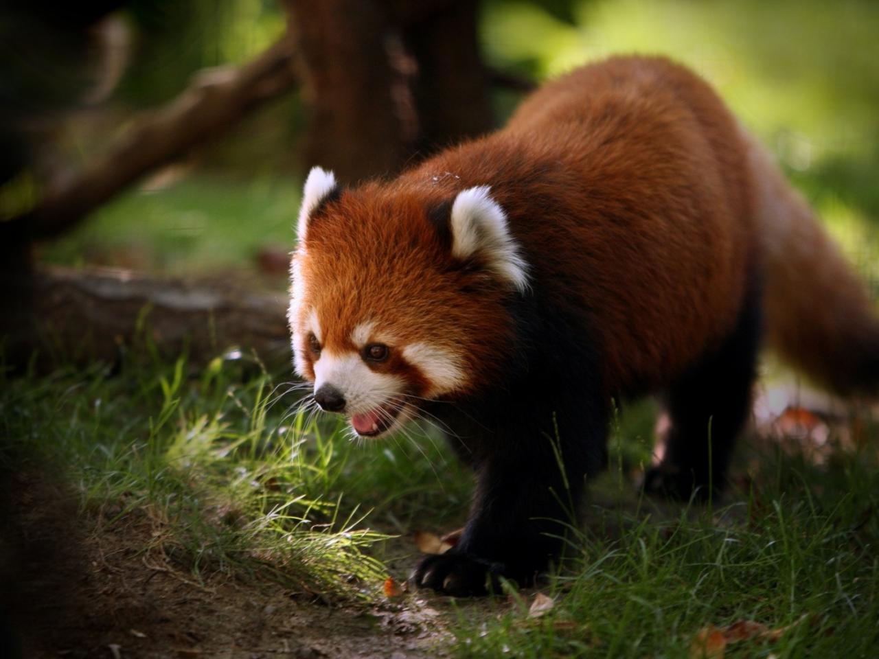 обои Lesser Panda фото