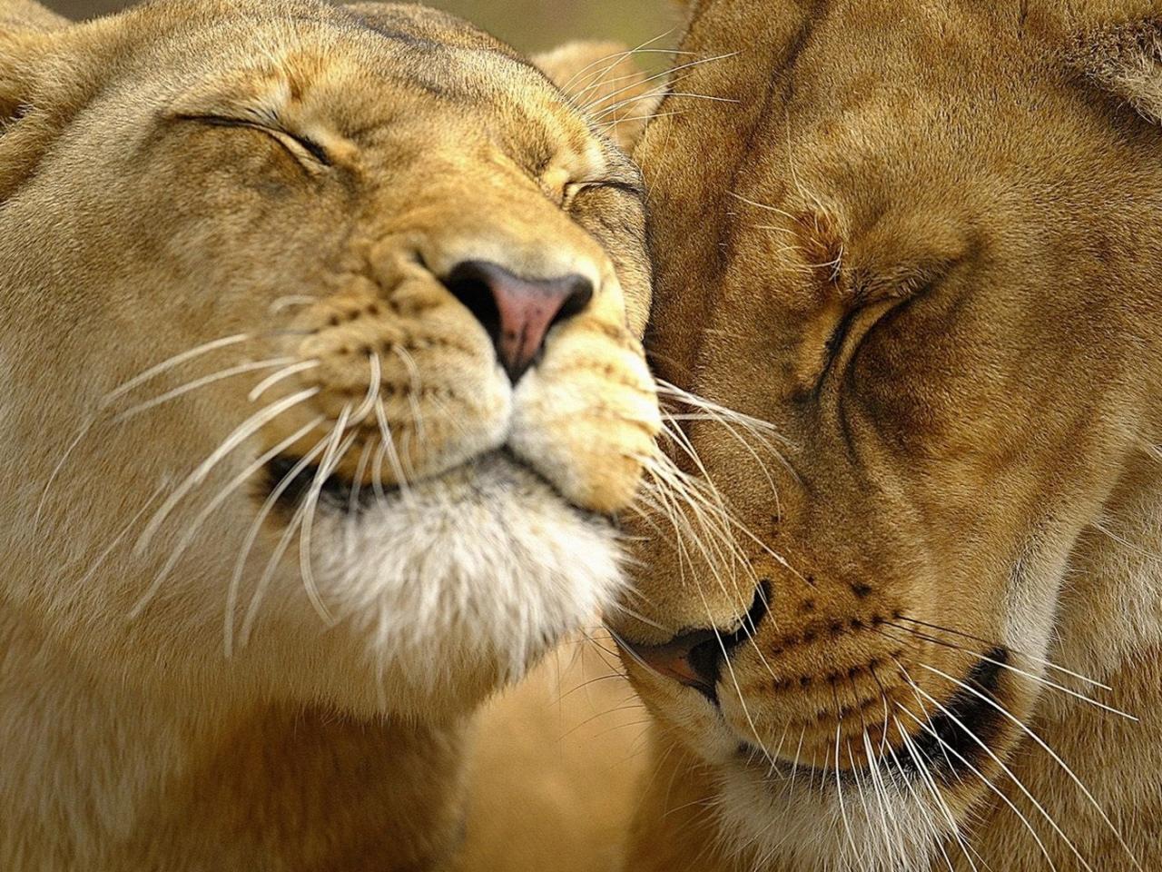 обои Lions in Love фото