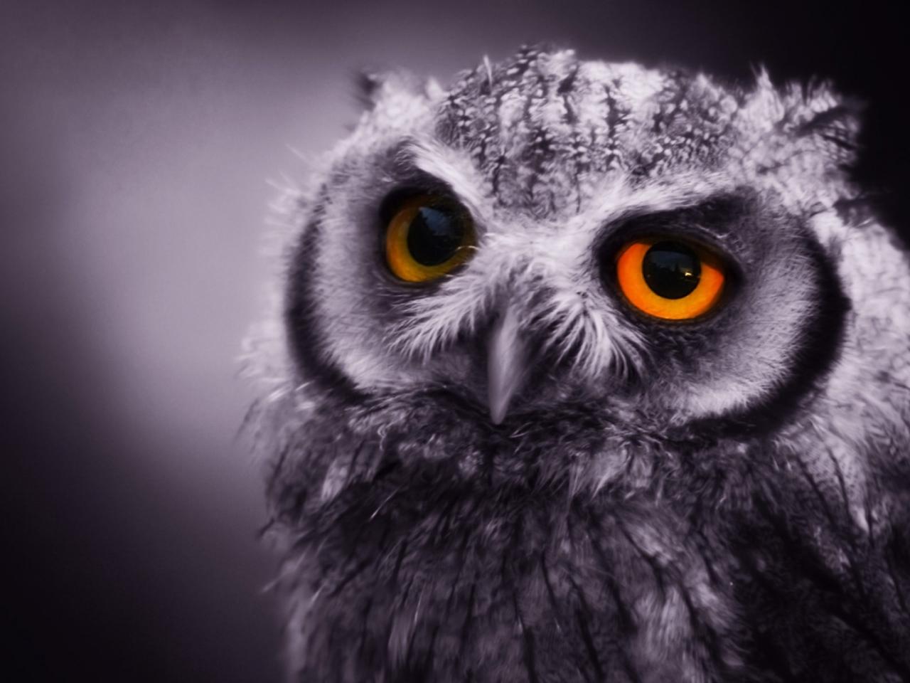 обои Night  Owl фото