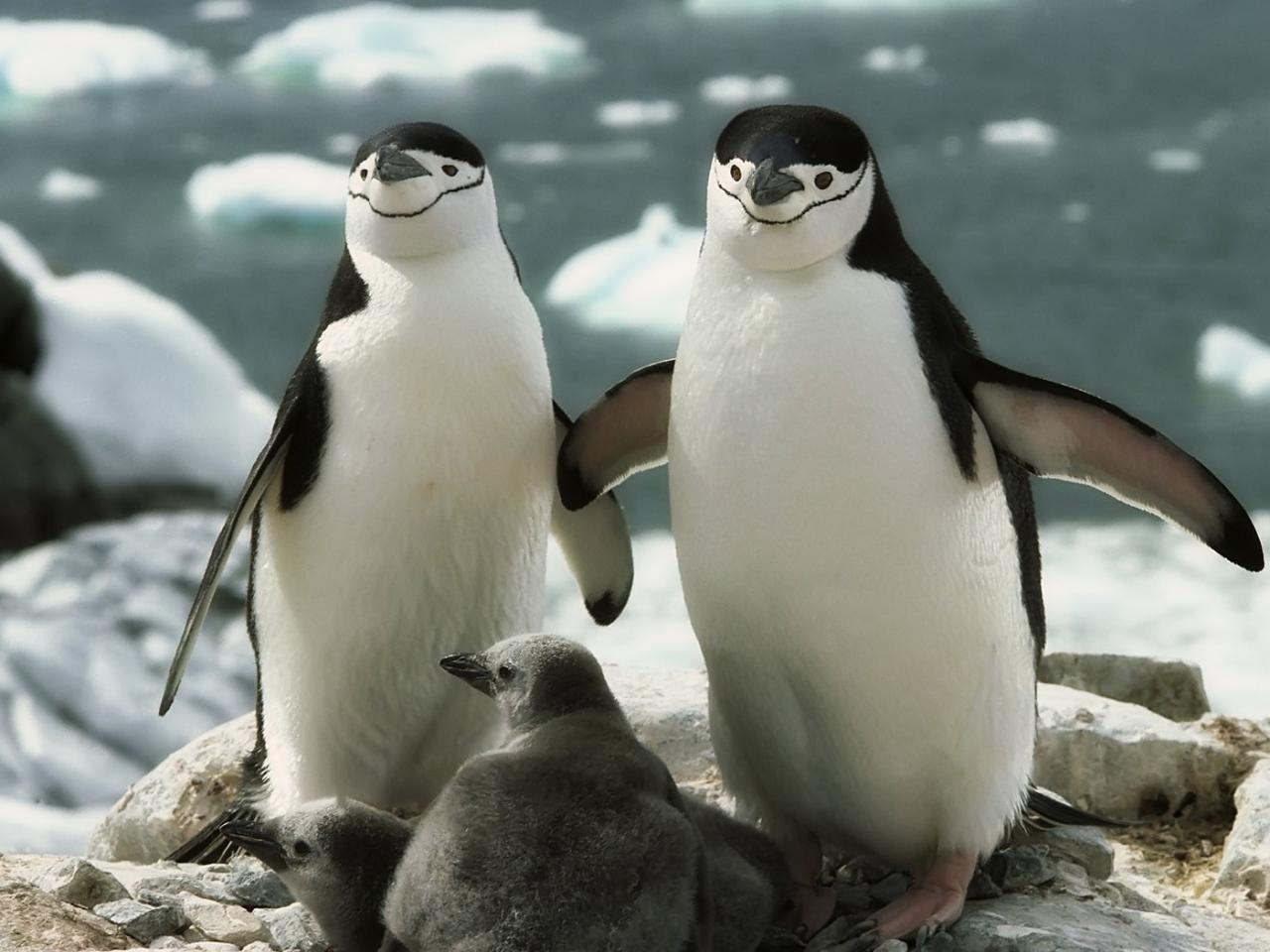 обои Penguin Family фото