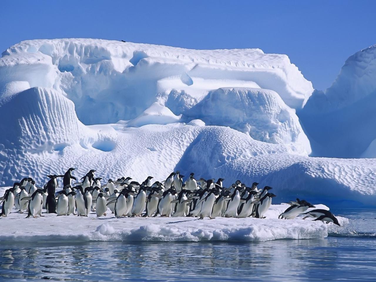 обои Penguins Waddle фото