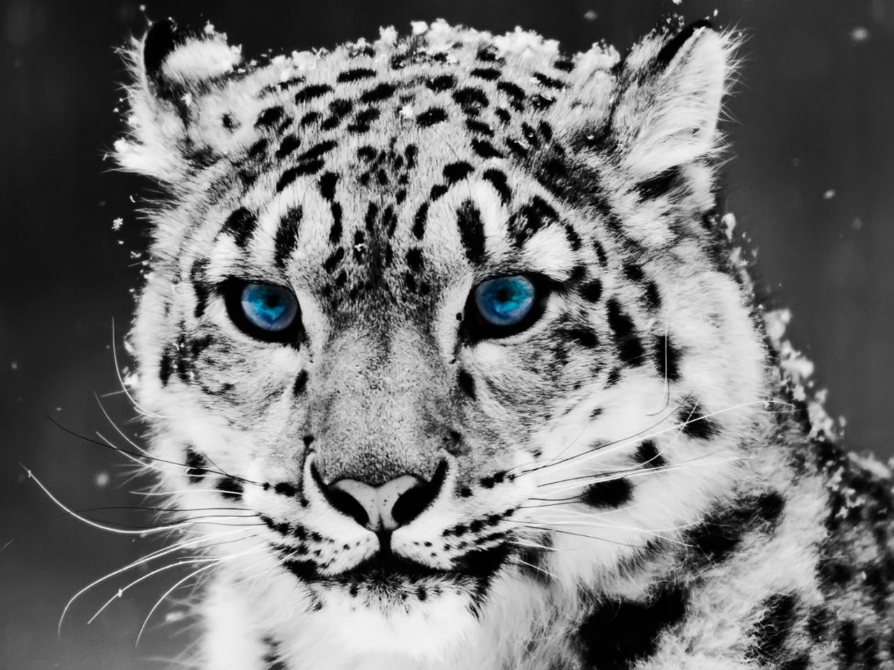 обои Snow Leopard фото