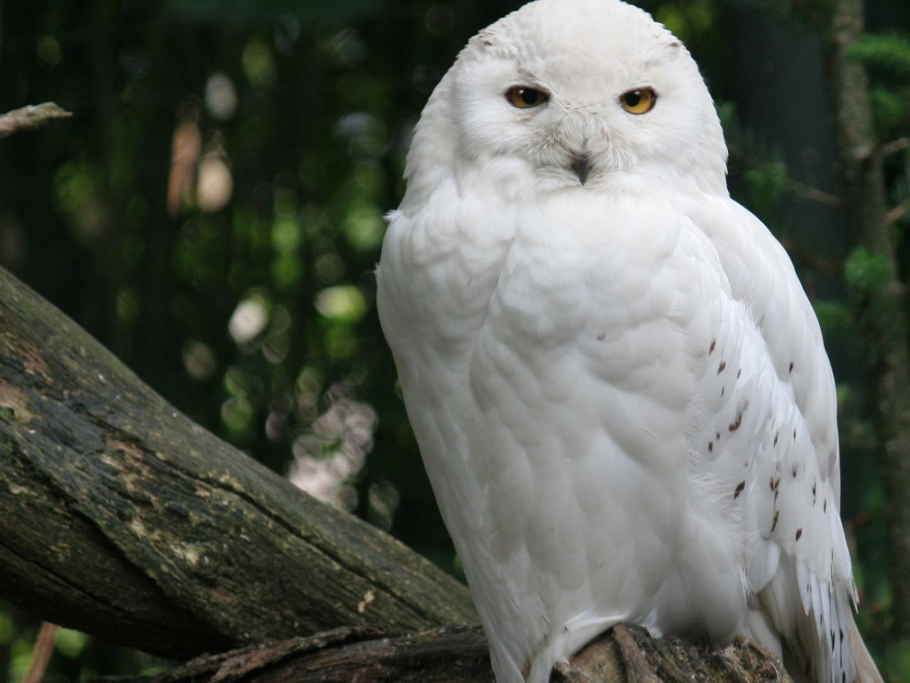обои Snowy Owl фото