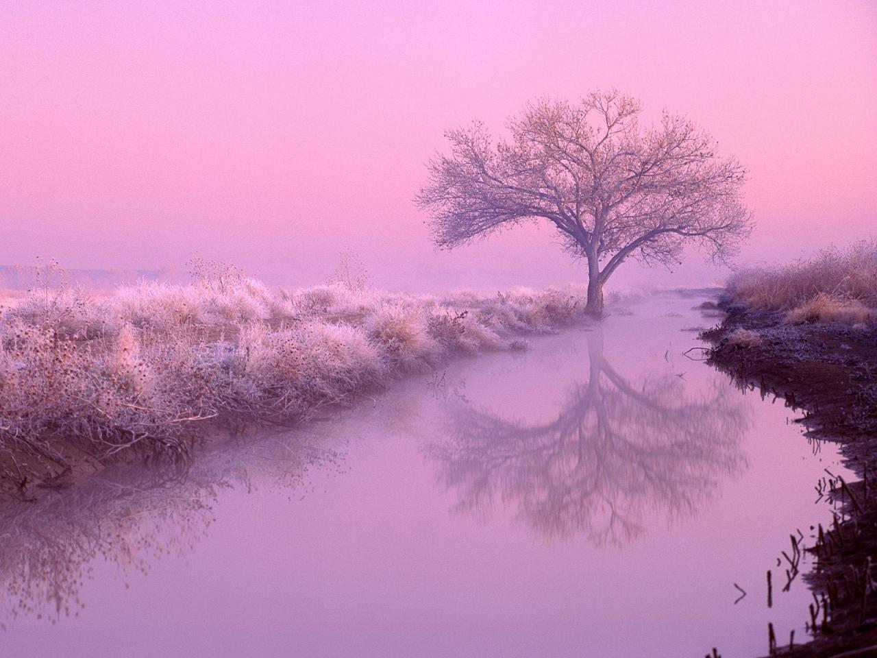 обои Cottonwood at Dawn,   New Mexico фото