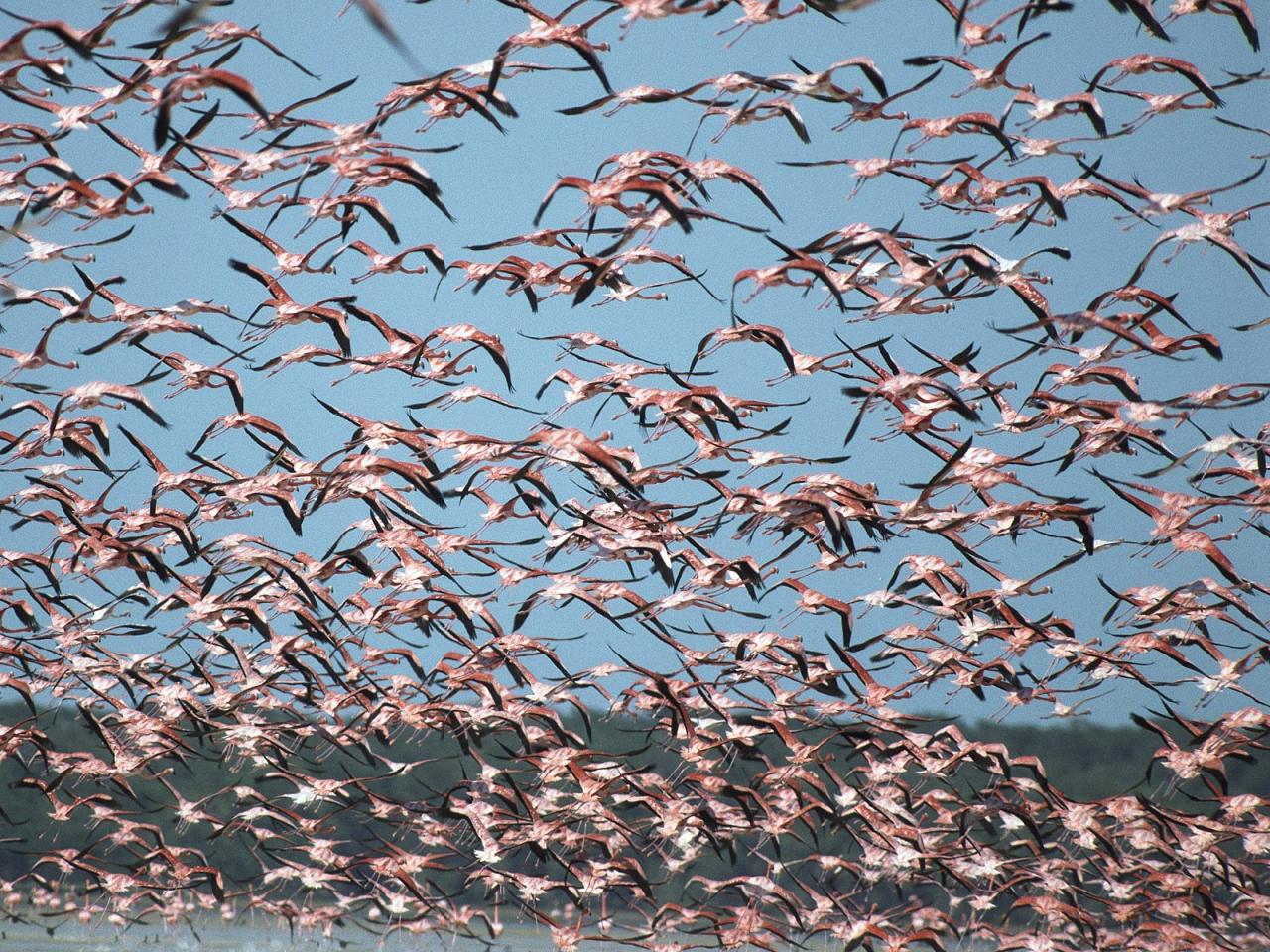 обои Flock of Greater Flamingos,   Ria Celestun Biosphere Reserve,   Mexico фото