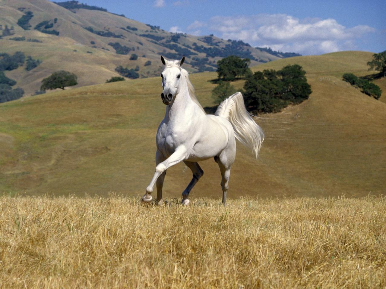 обои Galloping White Stallion фото