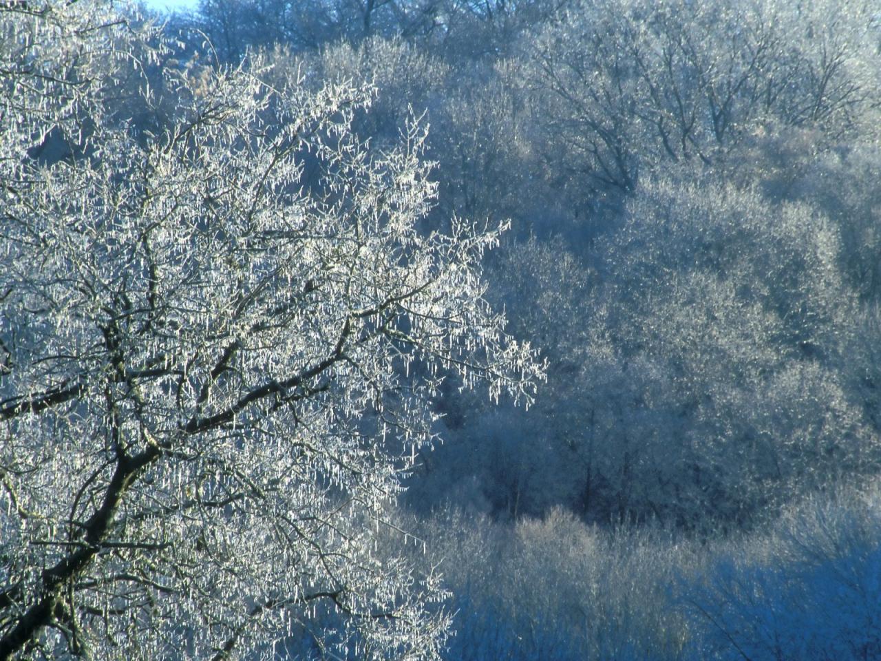 обои Ice-Covered Trees,   Edwin Warner Park,   Nashville,   Tennessee фото