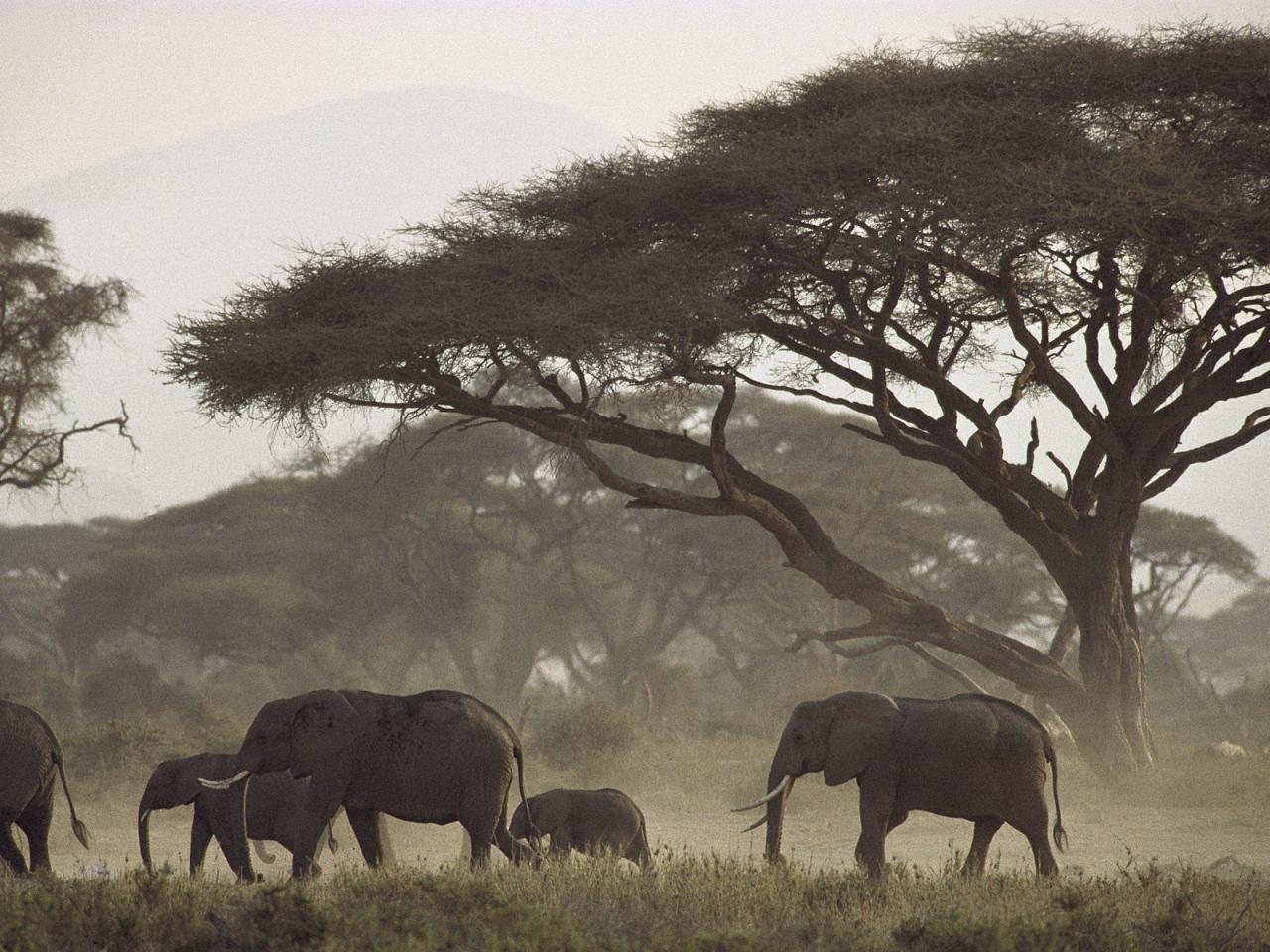 обои Mothers and Calves,   African Elephants,   Kenya фото