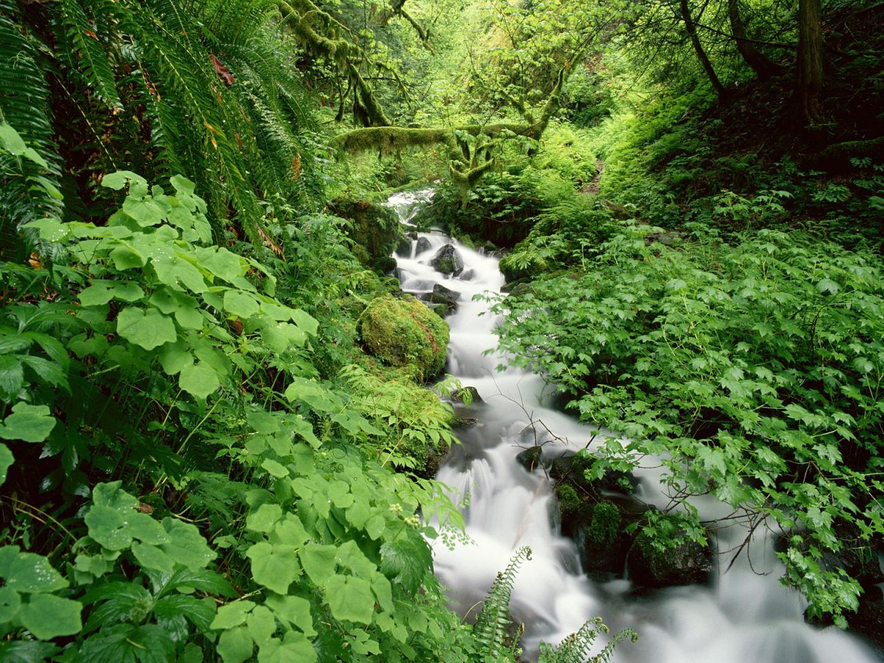 обои Wahkeena Creek,   Columbia River Gorge,   Oregon фото