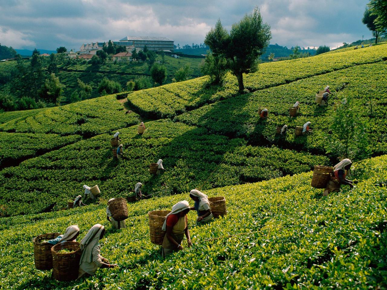 обои Tea Harvest,   Sri Lanka фото