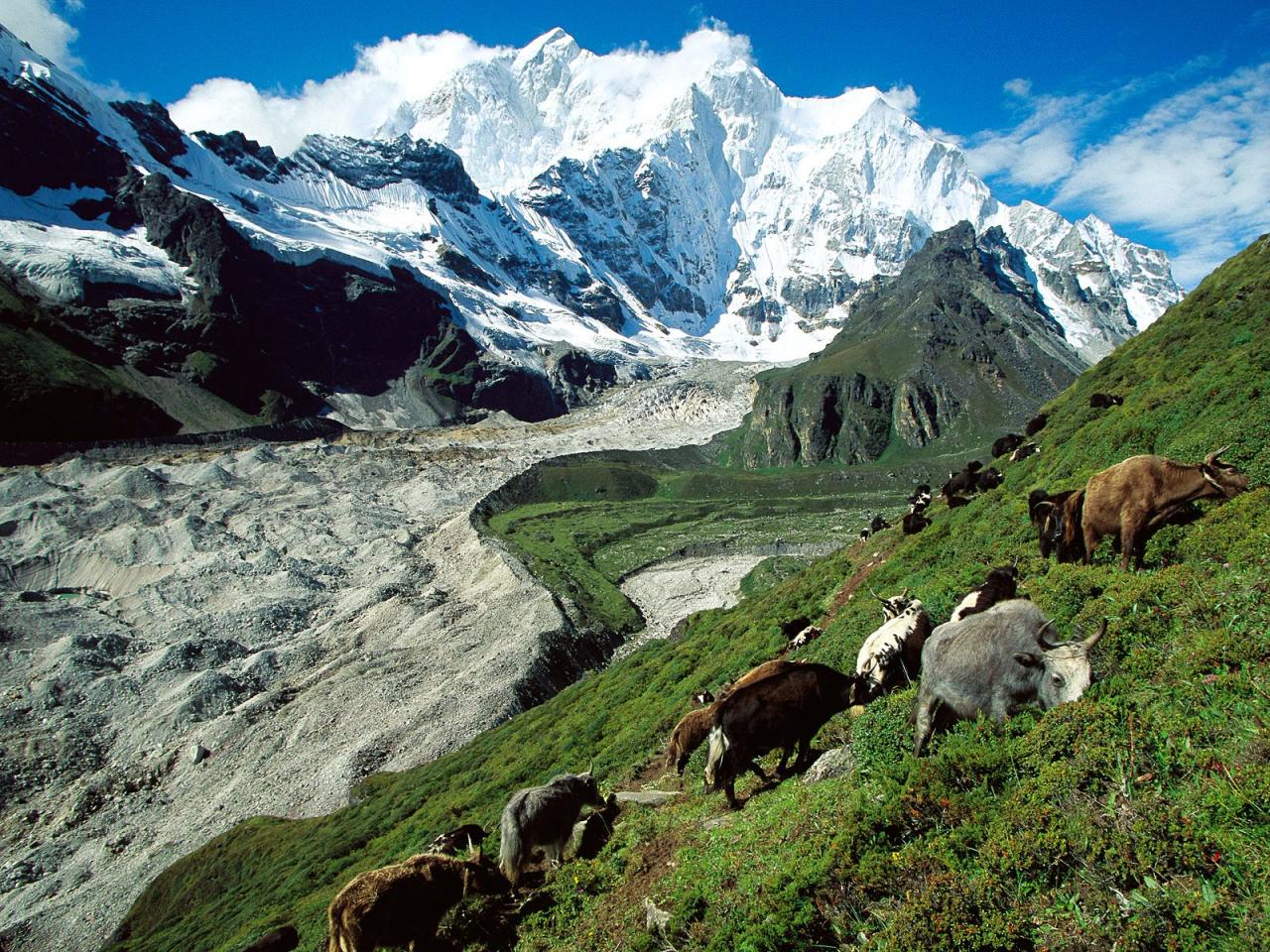 обои Yak Herding,   Kangshung Glacier,   Tibet фото