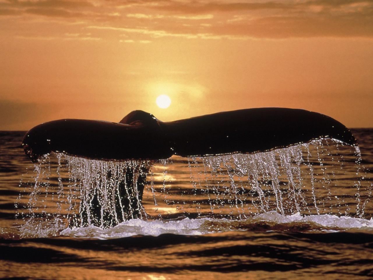 обои Humpback Whale Tail фото