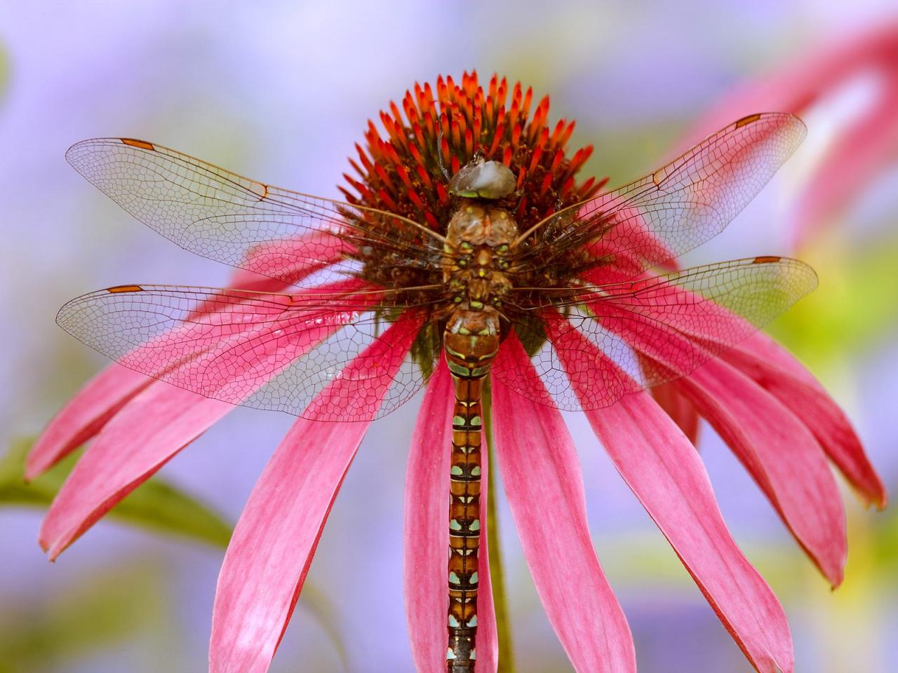 обои Dragonfly on a Coneflower,   Washington фото