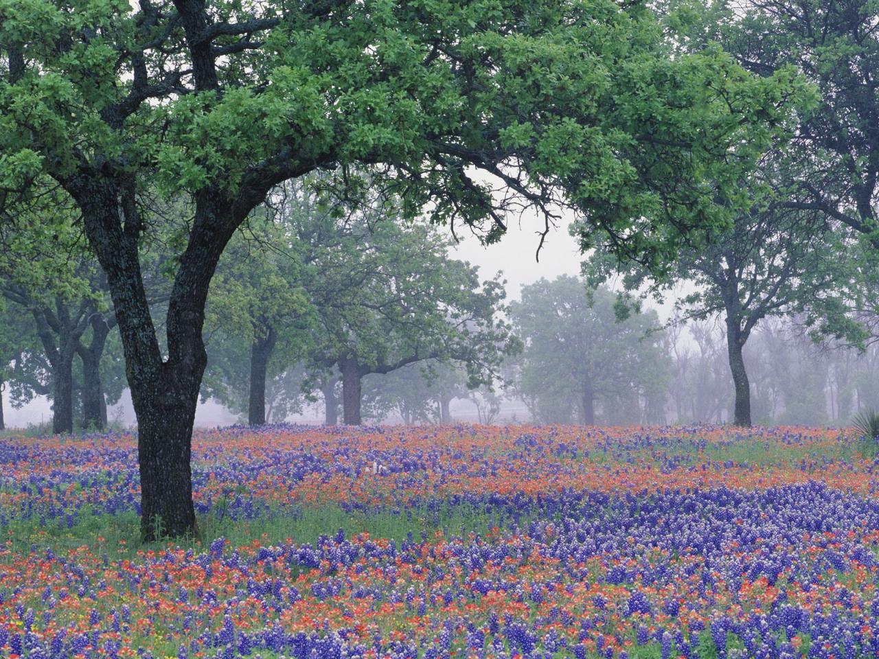 обои Oak Tree Over Texas Paintbrush and Bluebonnets,   Texas фото