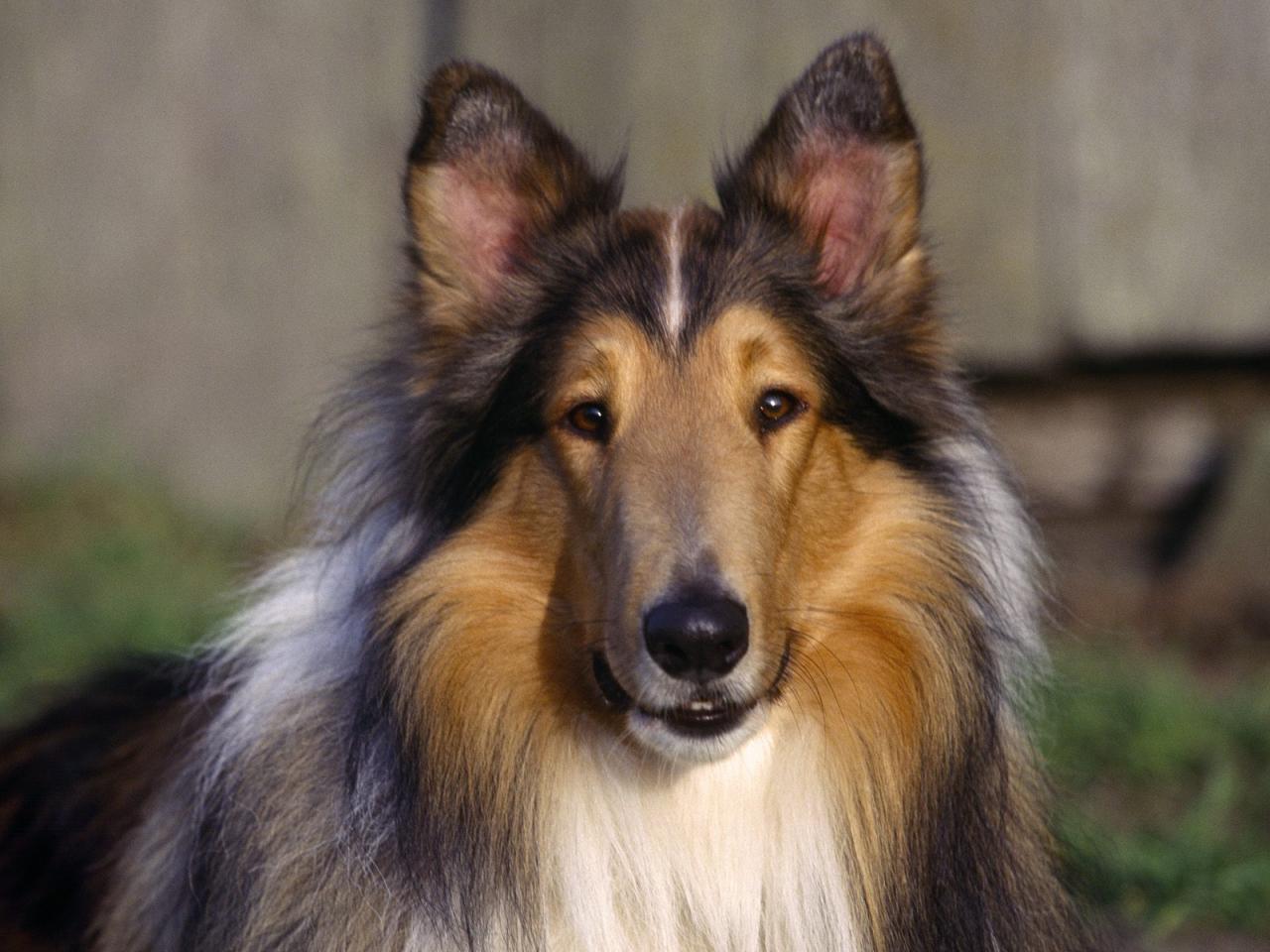 обои Sable Rough Collie фото