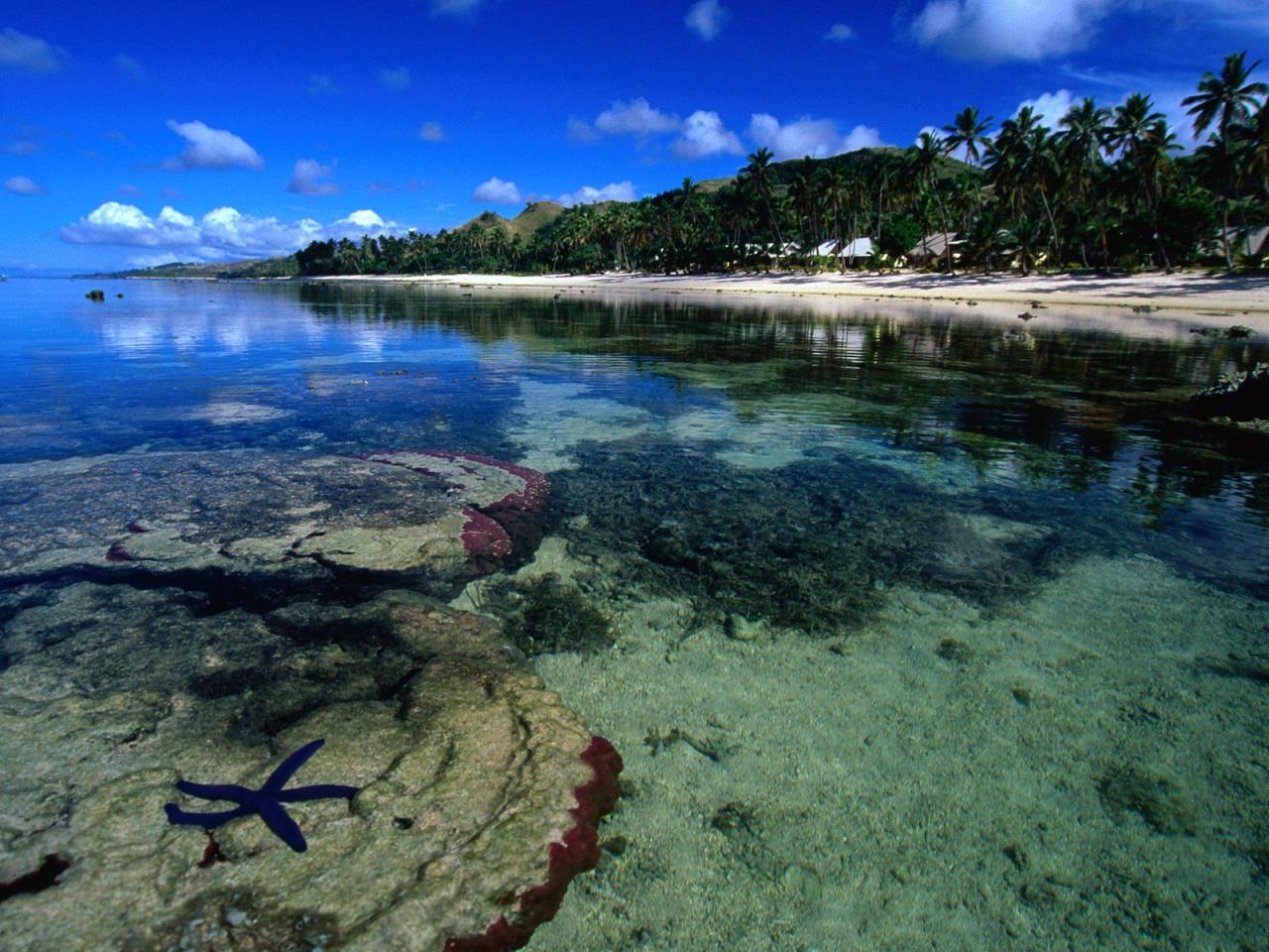 обои Starfish Along the Coral Coast of Viti Levu,   Fiji фото