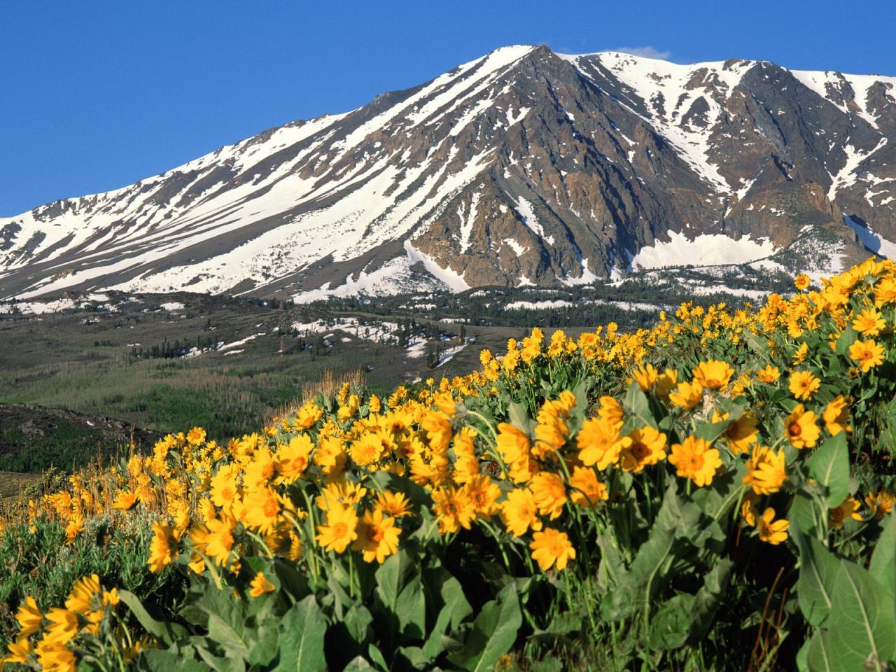 обои Arrowleaf Balsamroot,   Eastern Sierra,   California фото