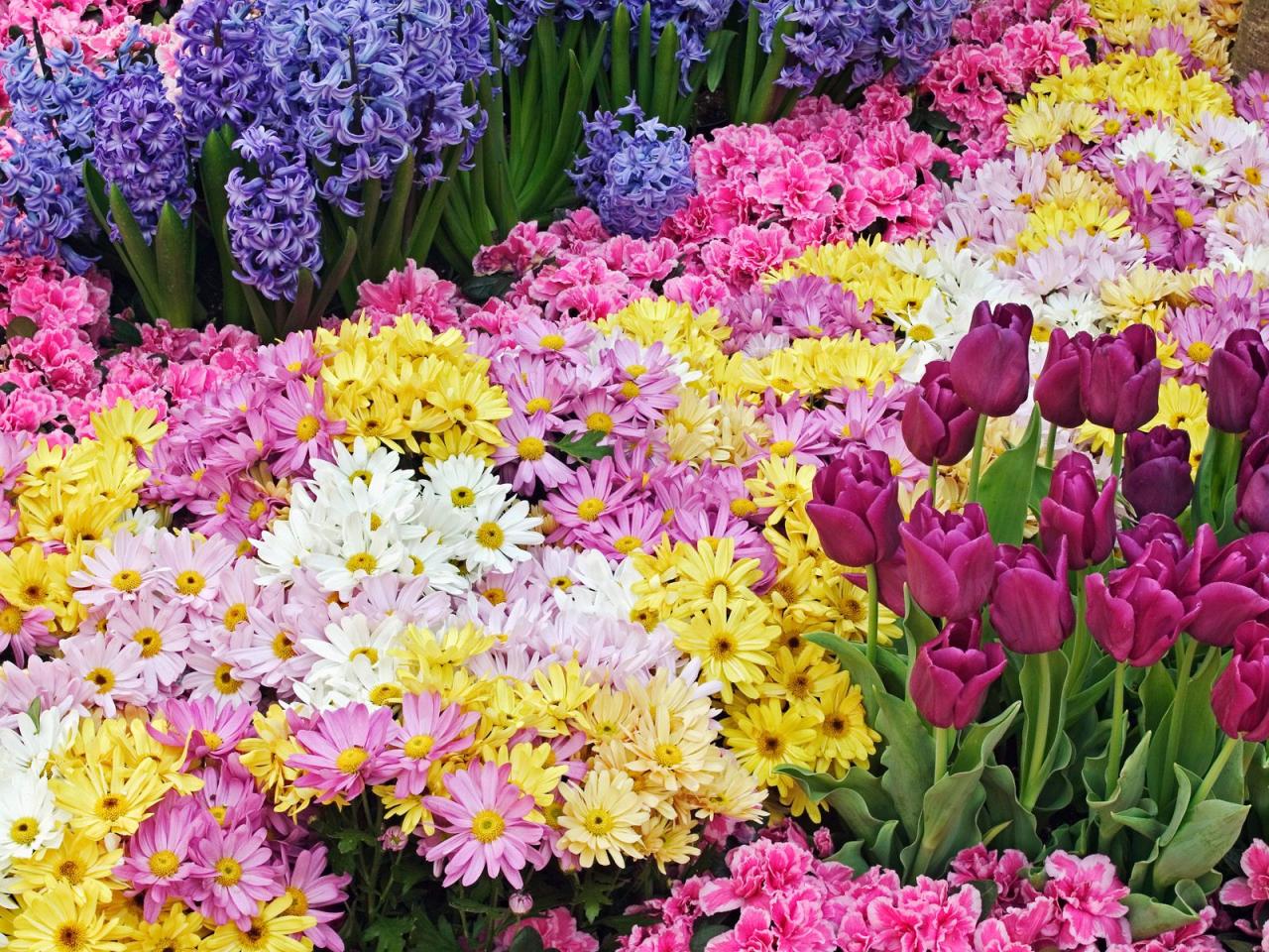 обои Chrysanthemum and Tulip Garden фото