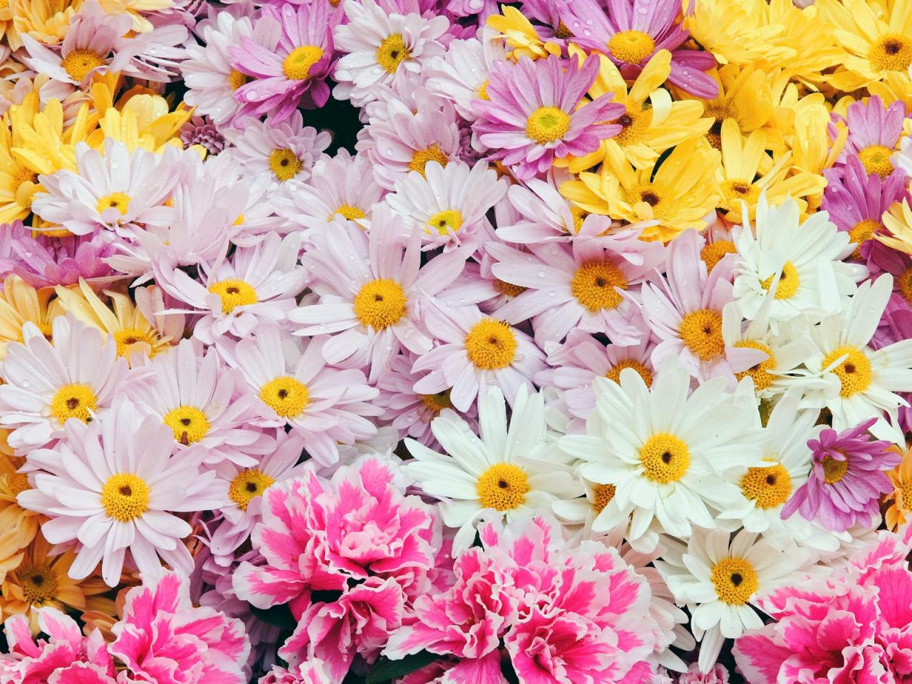 обои Colorful Chrysanthemums фото