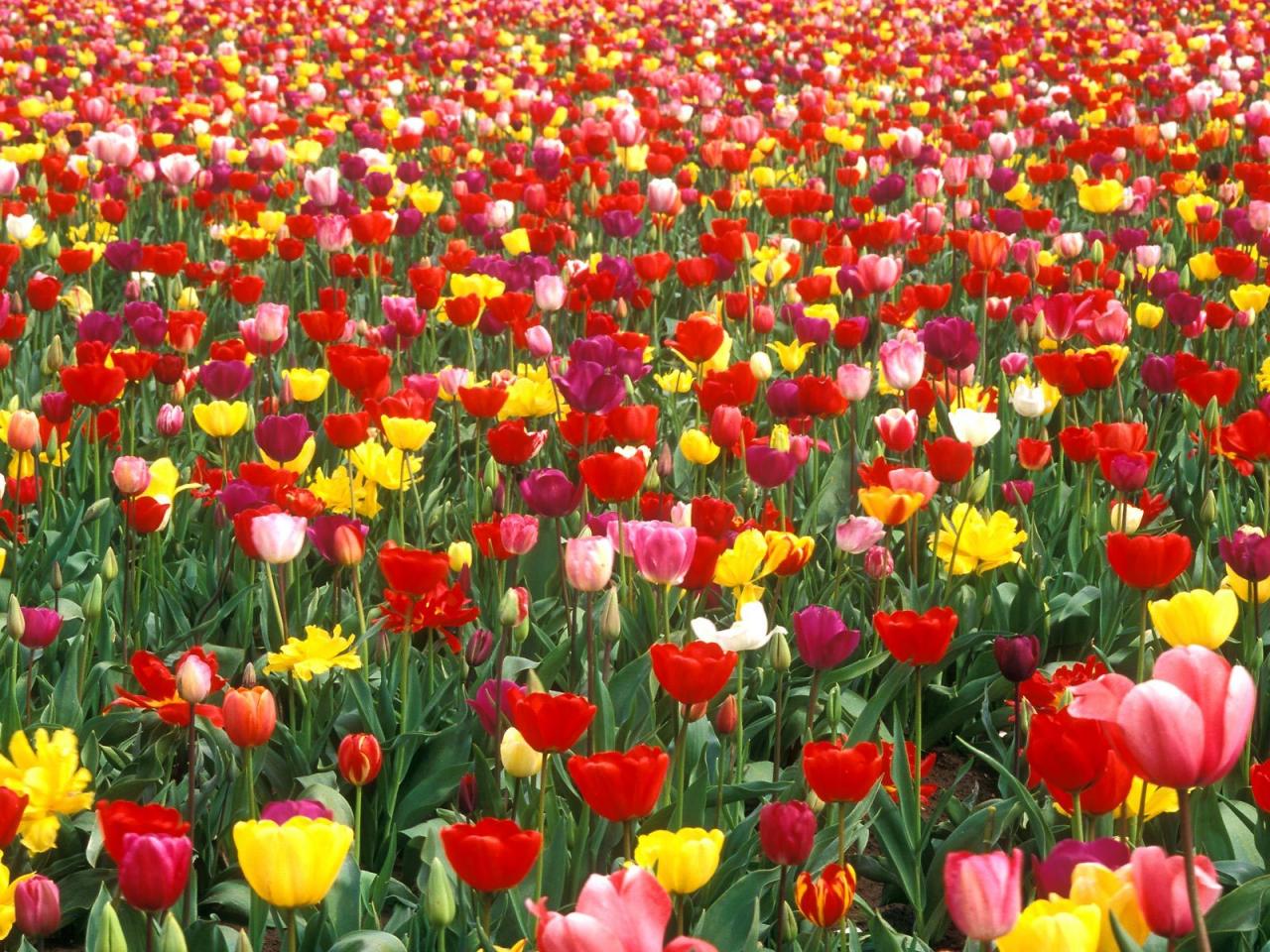 обои Colorful Tulip Garden фото