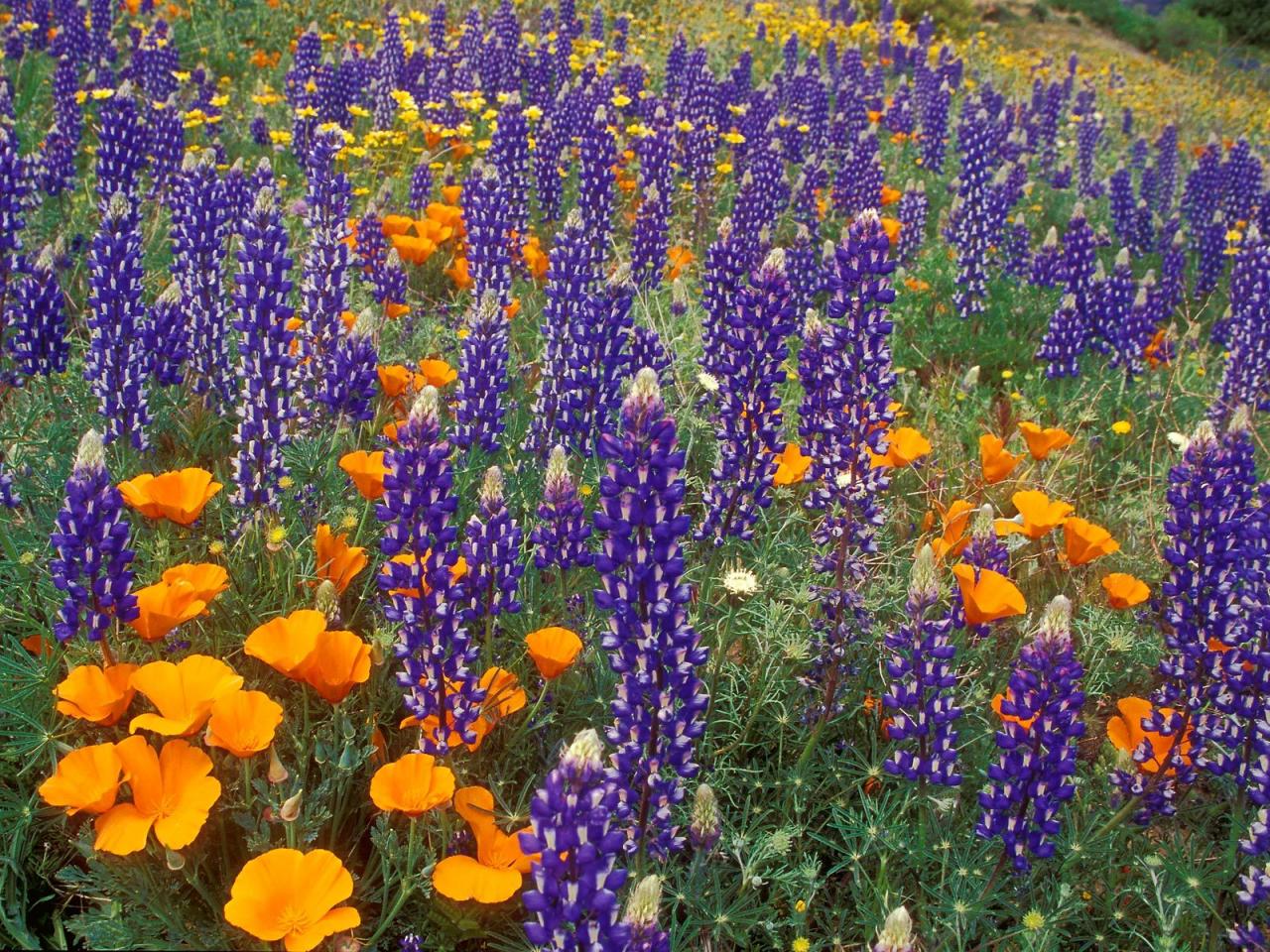 обои Lupine and Poppies,   Tehachapi Mountains,   California фото