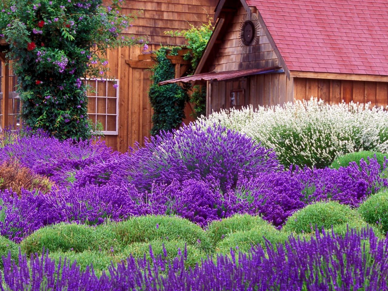 обои Purple Haze Lavender Farm,   Sequim,   Washington фото