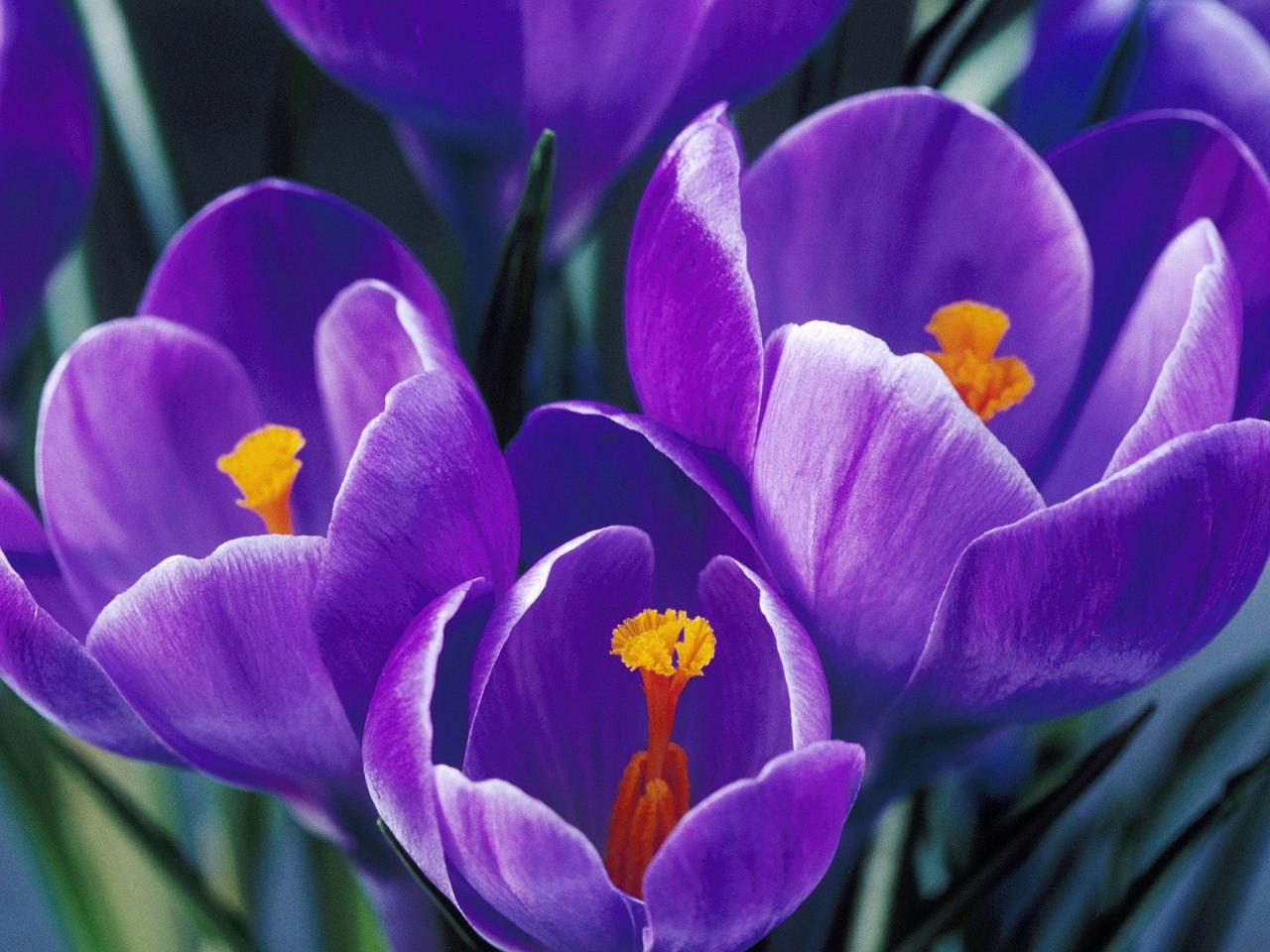 обои Spring Crocus фото