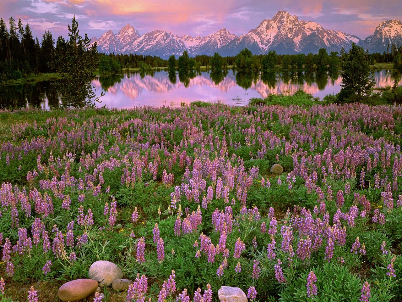 обои Sunrise Light Along Pilgrim Creek,   Grand Teton National Park,   Wyoming фото