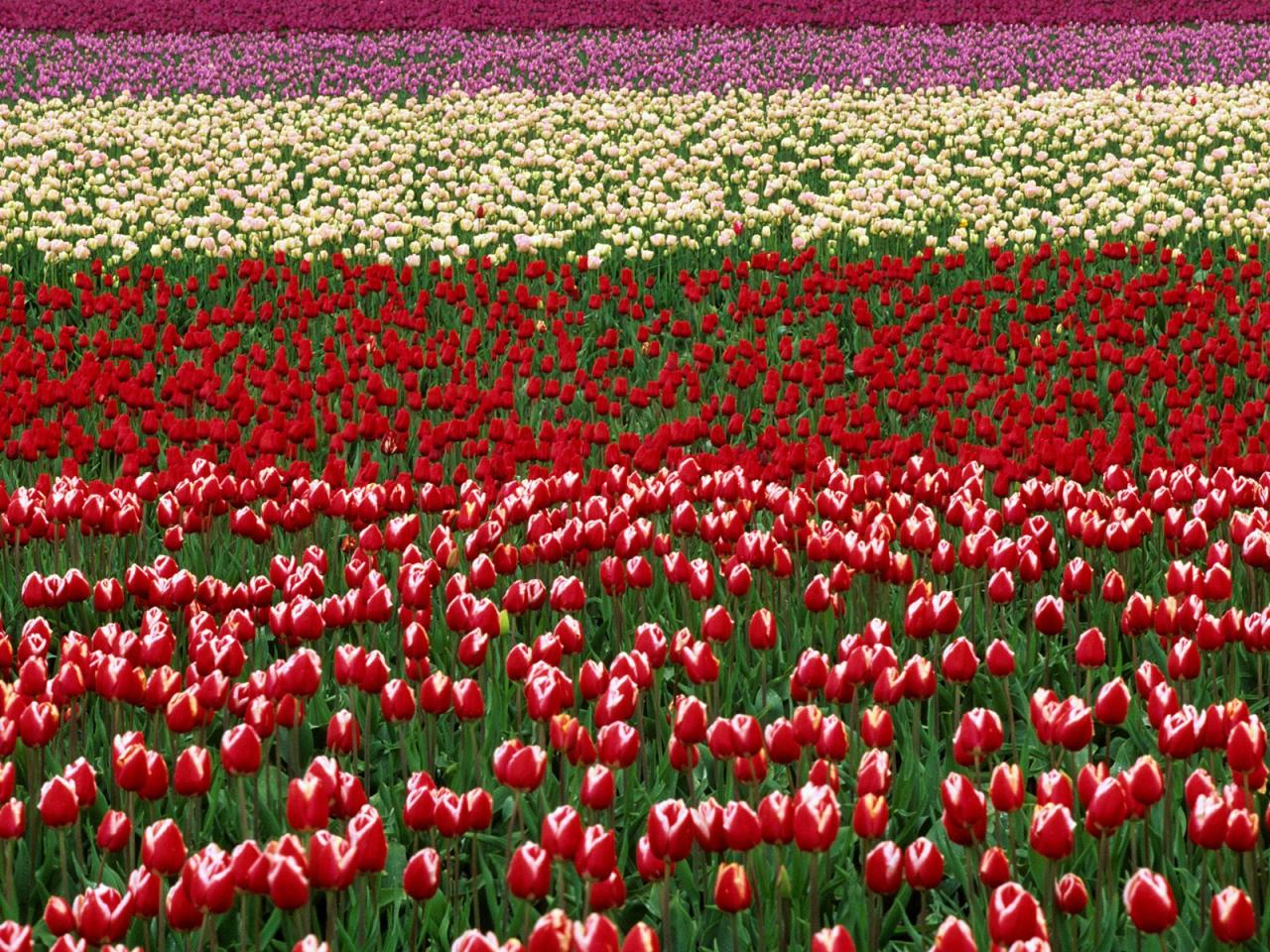 обои Tulip Field,   Skagit Valley Tulip Festival,   Washington фото