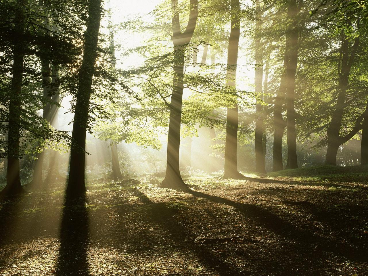 обои Mystical Forest фото